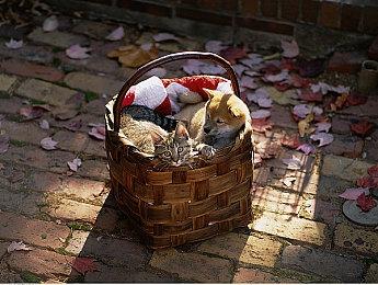 《成长物语：永恒树之歌》将于2021年11月16日发售，支持PC与主机平台